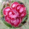 Dianthus Starburst